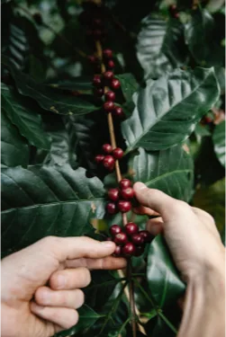 Cerises de café sur la branche