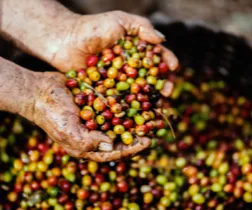 Cerises de café récoltées à la main